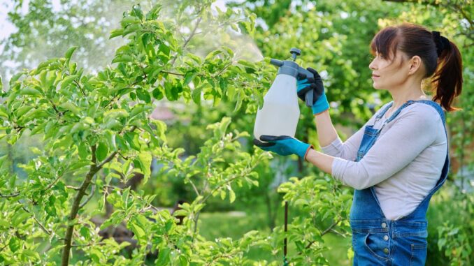 comment protéger les arbres fruitiers des insectes 